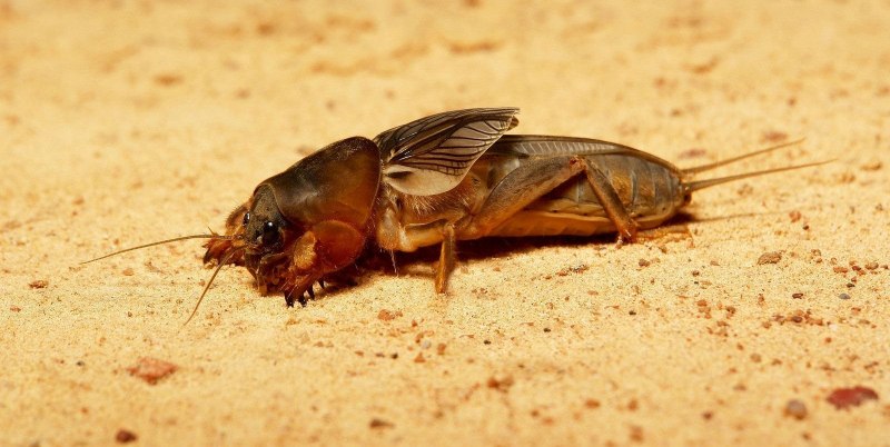 Медведка ядовитая