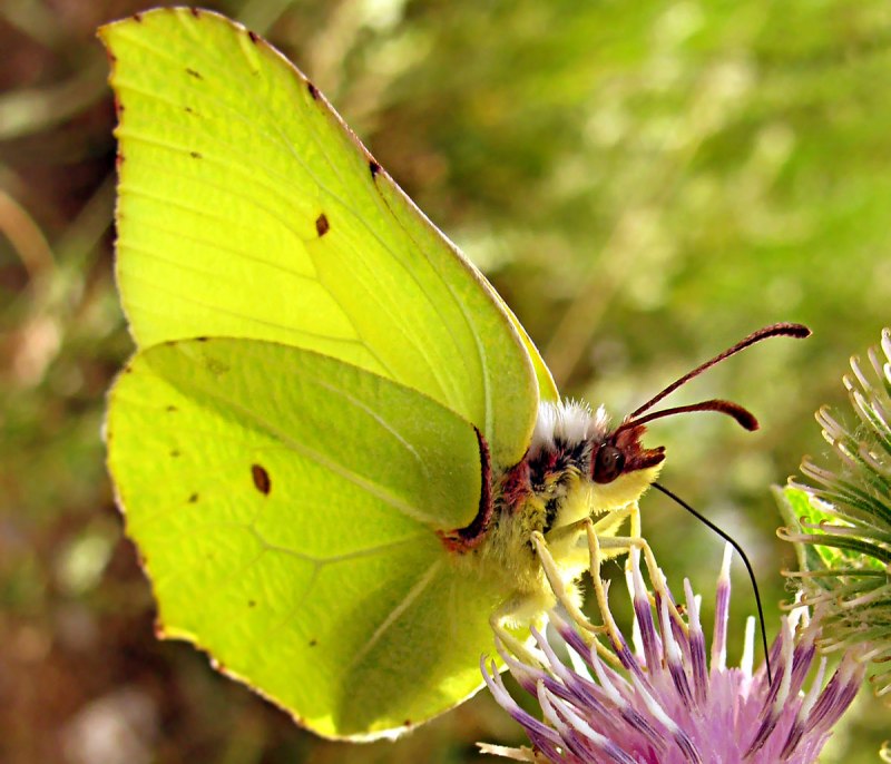 Огородный Жук медведка