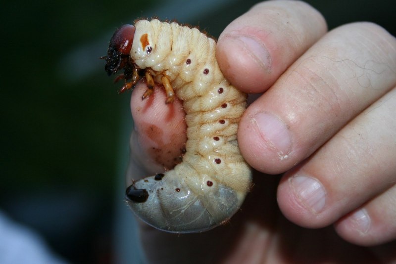 Нимфа медведки