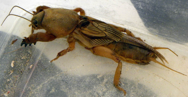 Гусеница капустной белянки