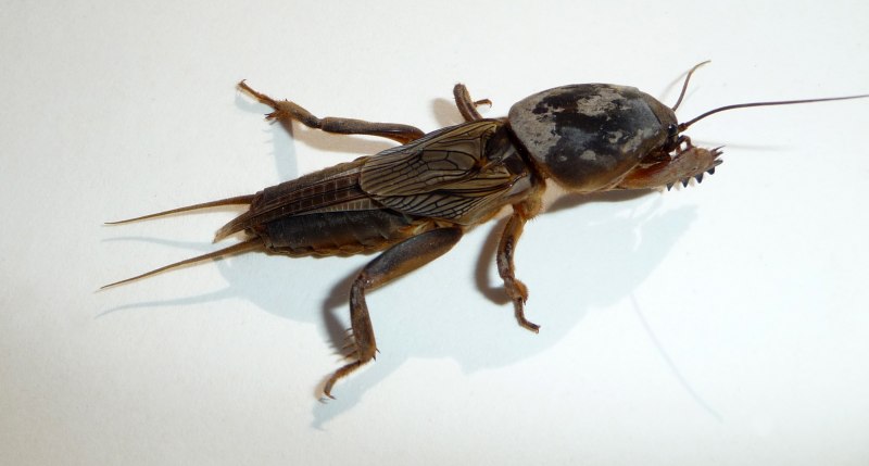 Садовый вредитель медведка