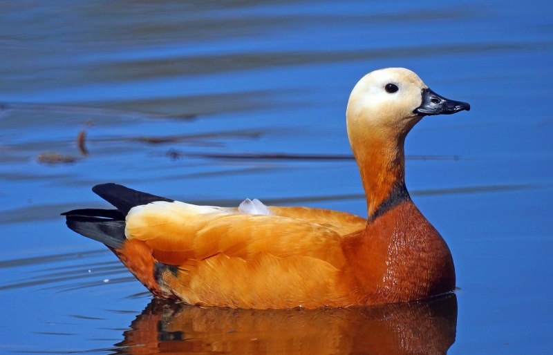 Красная утка Огарь