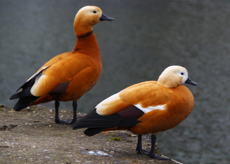 Огарь селезень