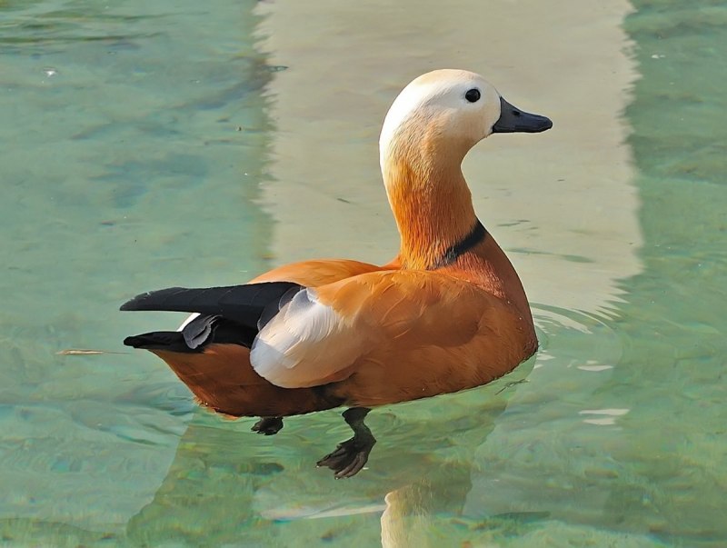 Огарь обыкновенный