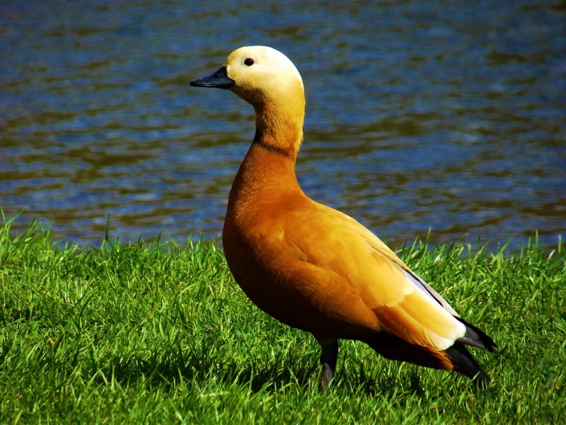 Красная утка Огарь