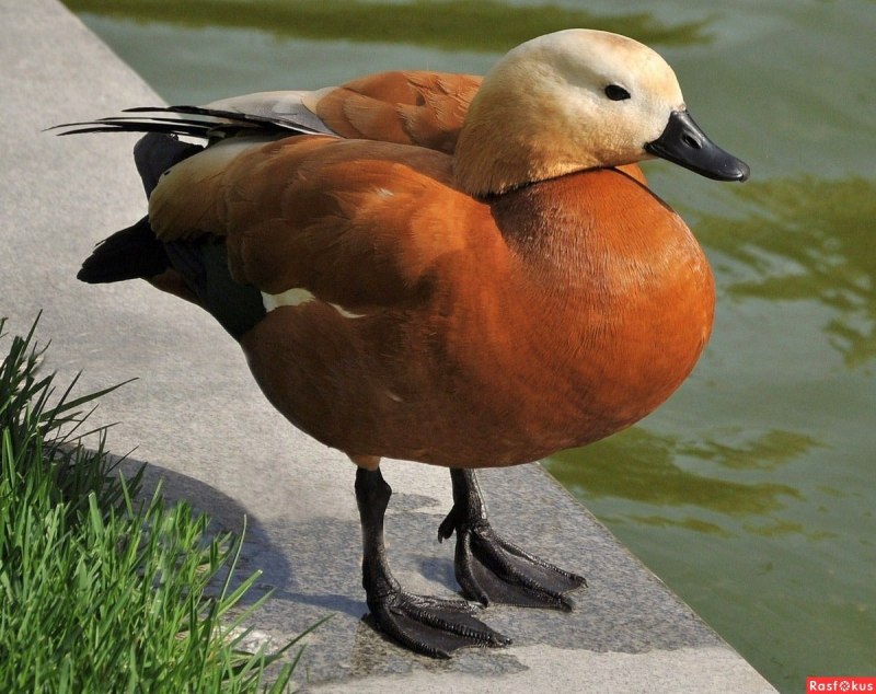 Огарь селезень