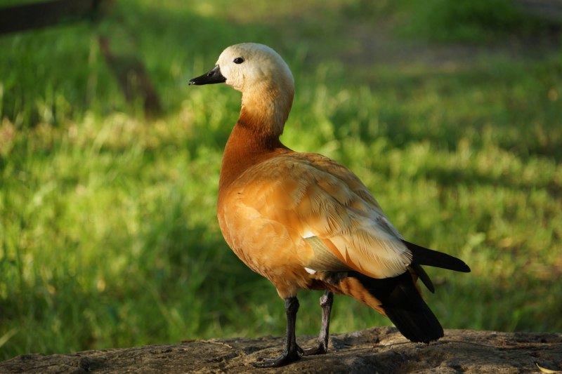 Дикая утка Огарь