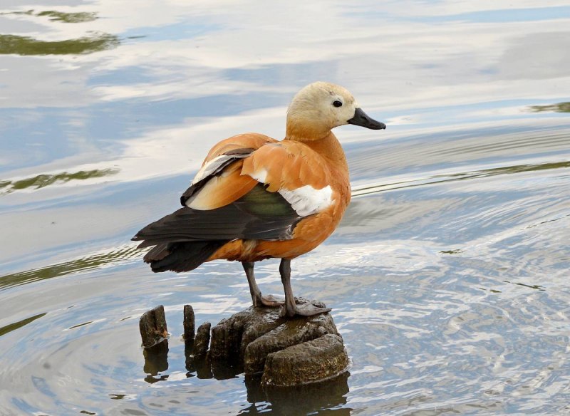 Красная утка Огарь