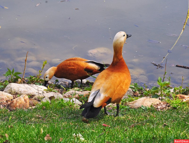Огарь обыкновенный