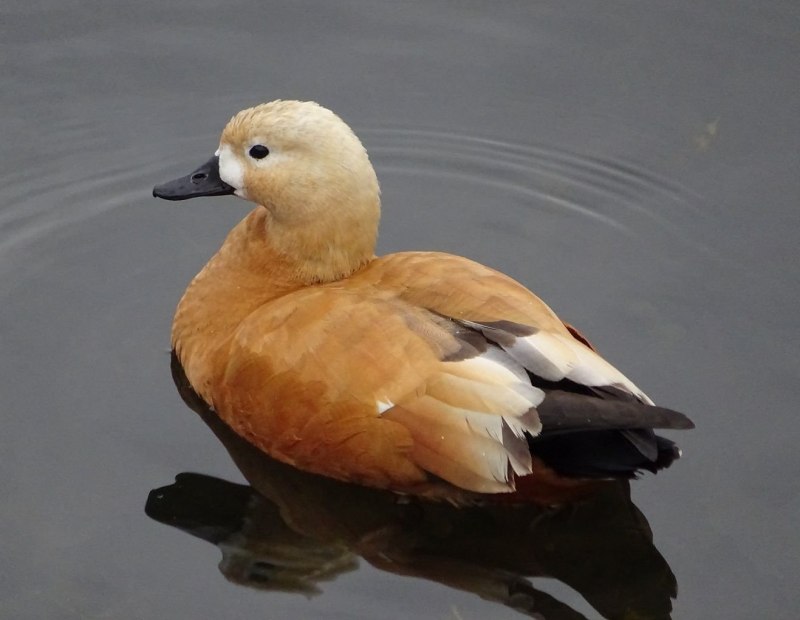 Огарь птица