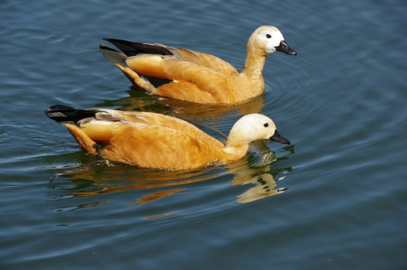 Красная утка Огарь