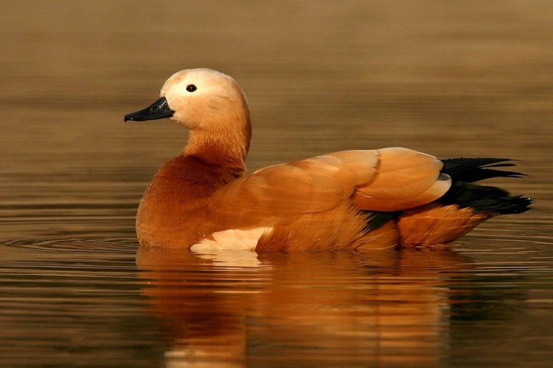 Дикие утки Огарь