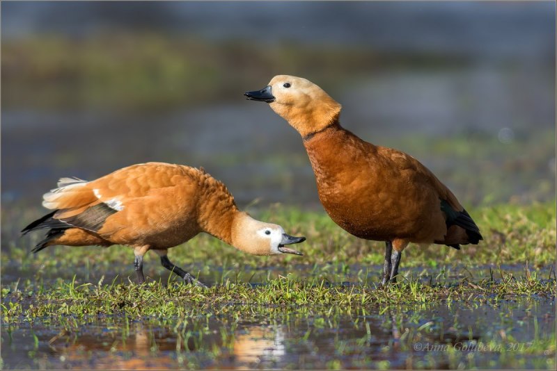 Красная утка Огарь