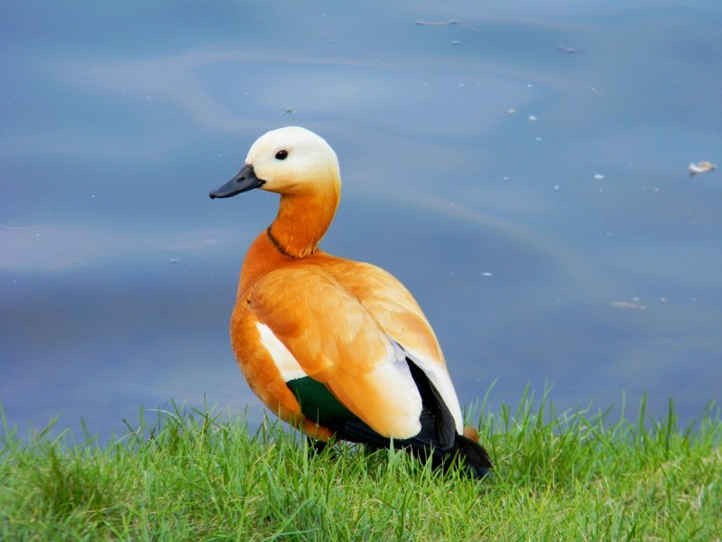 Новозеландский Огарь