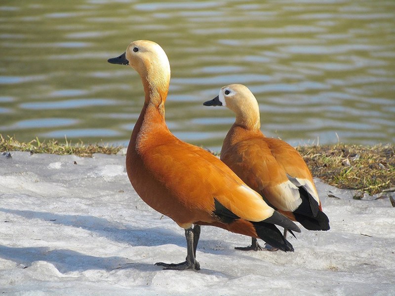 Огарь, красная утка (Tadorna ferruginea)
