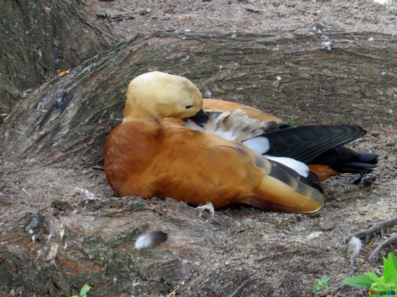 Огарь гнездо