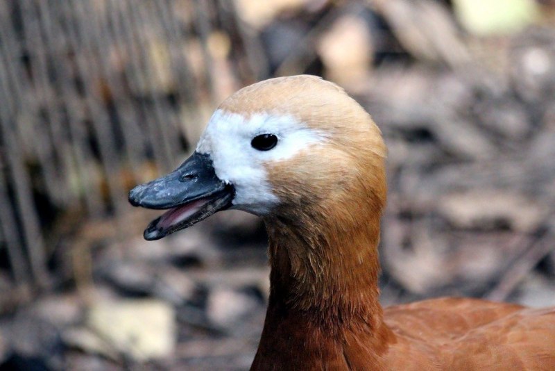 Огарь птица