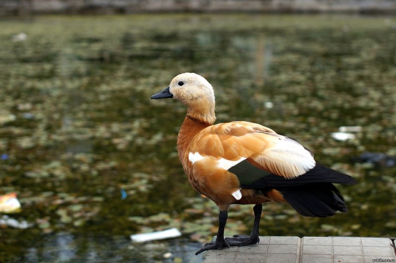 Водоплавающая птица Огарь