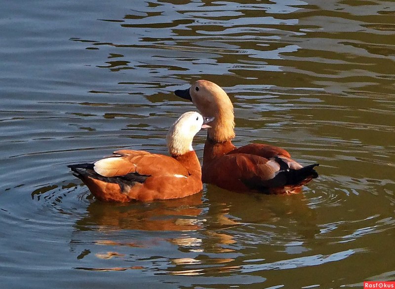 Утки в Царицыно рыжие