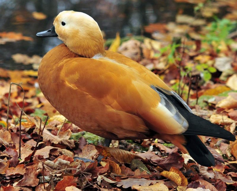 Новозеландский Огарь