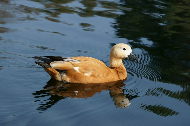 Ruddy Shelduck