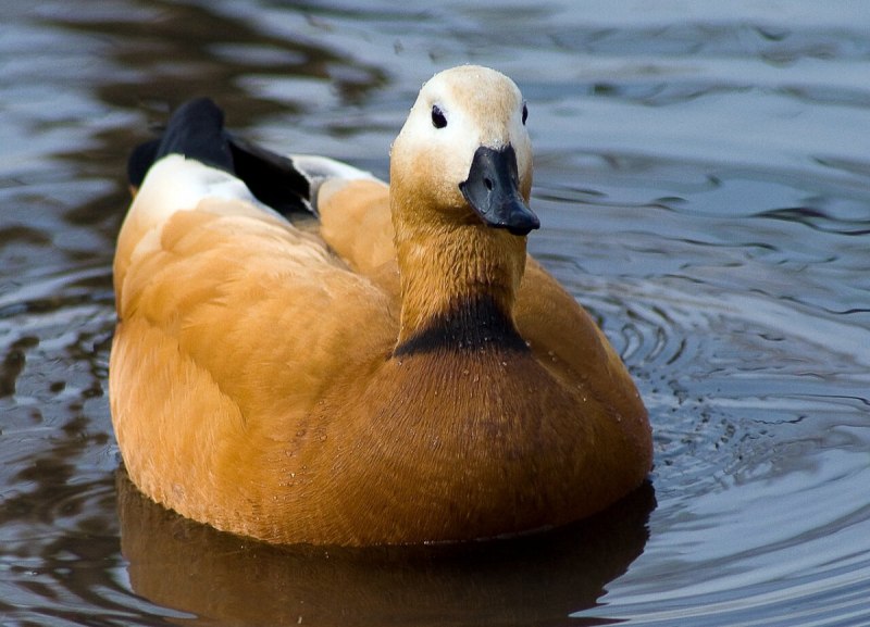 Дикие утки Огарь утята
