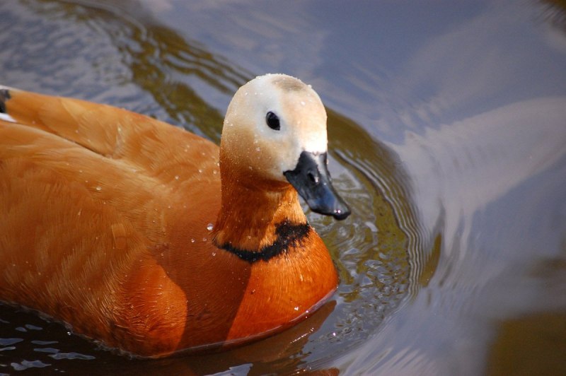 Огарь утка птенцы