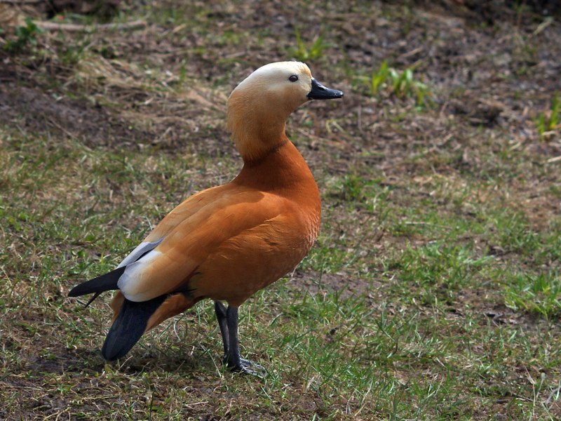 Красная утка Огарь