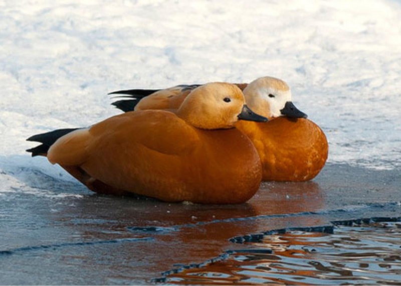 Красная утка Огарь