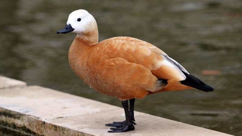 Огарь селезень