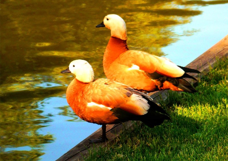 Красная утка Огарь