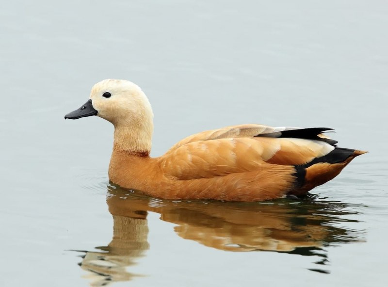 Огарь детеныш