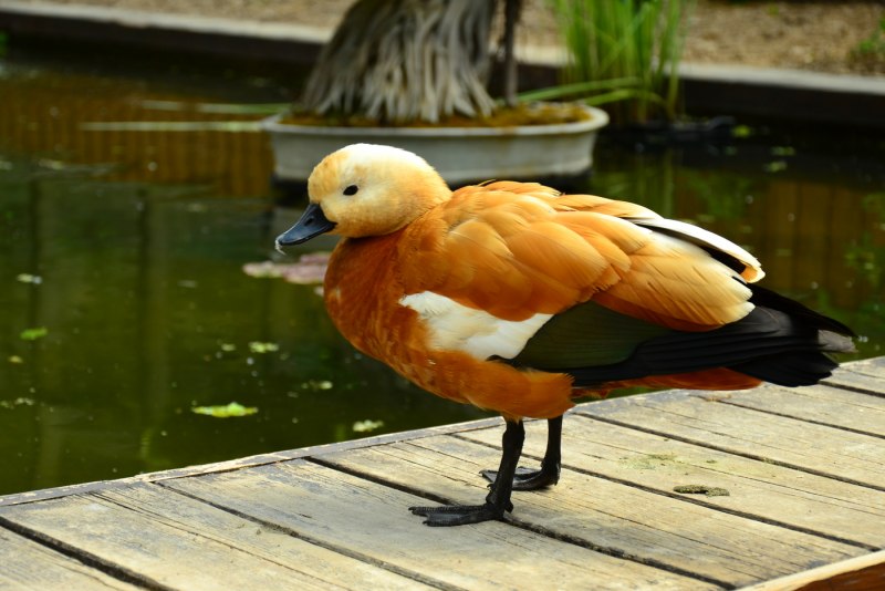 Огарь самка