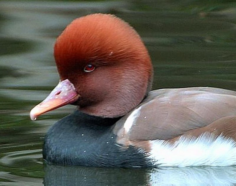 Огарь кряква гибрид