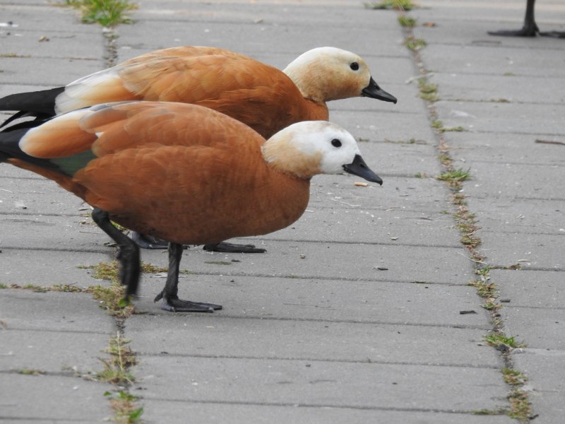 Красная утка Огарь