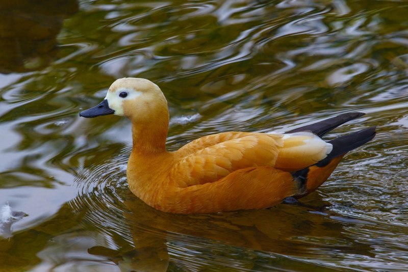 Австралийский Огарь