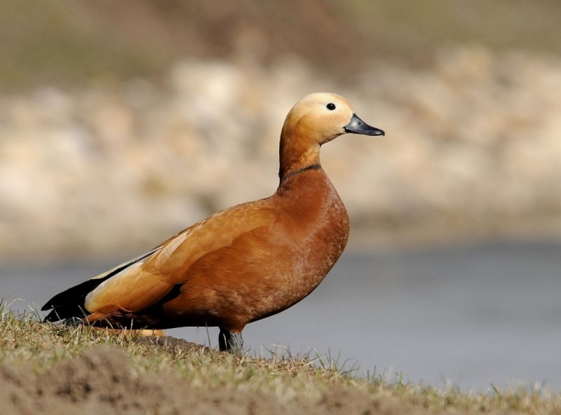 Огарь Байкальский