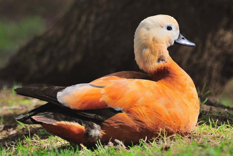 Красная утка Огарь