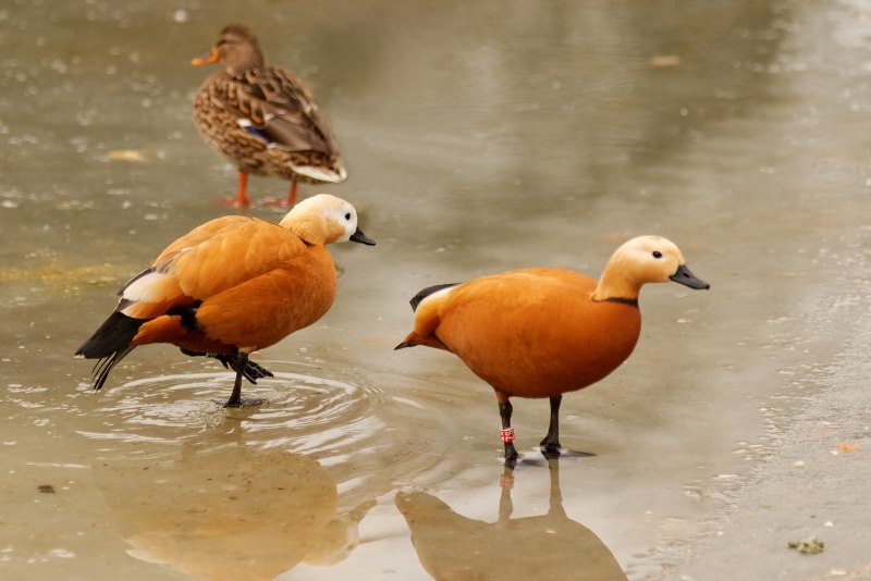 Австралийский Огарь