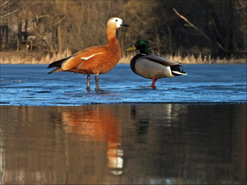 Турпан Огарь