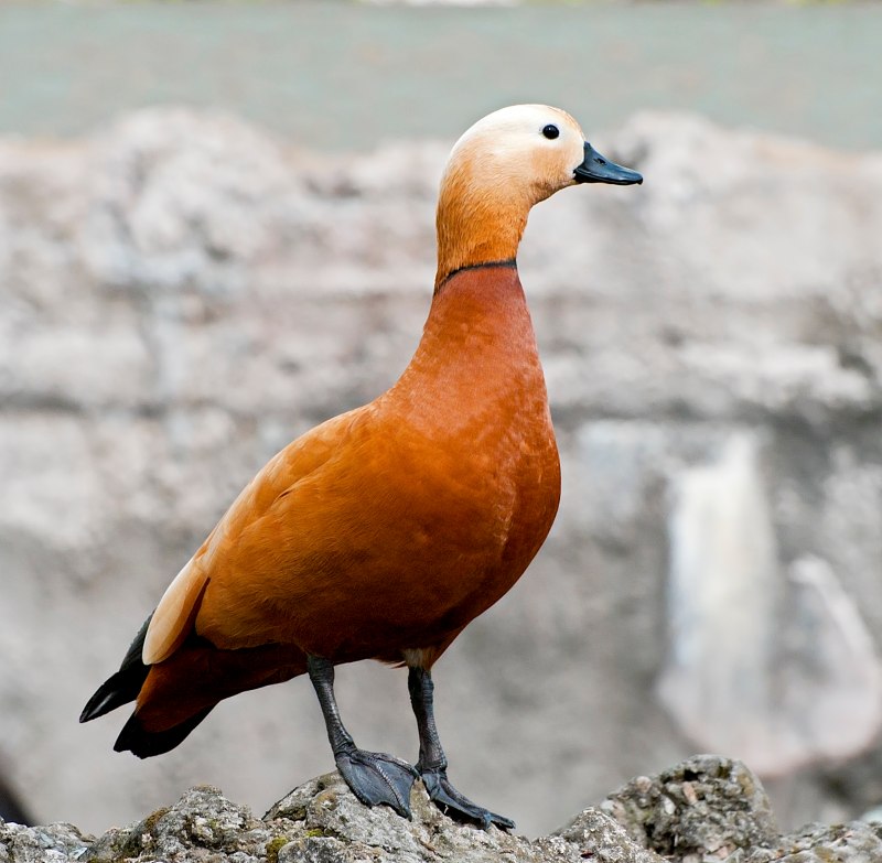 Утка Огарь с утятами