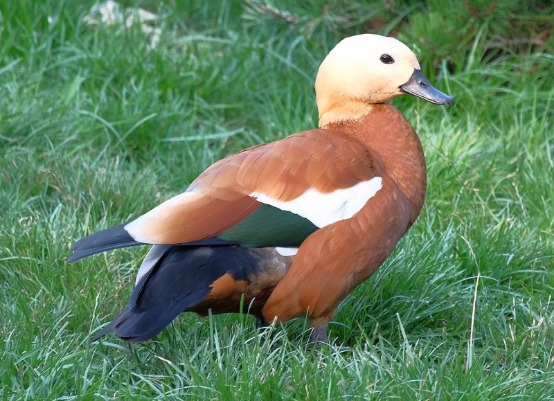 Огарь обыкновенный