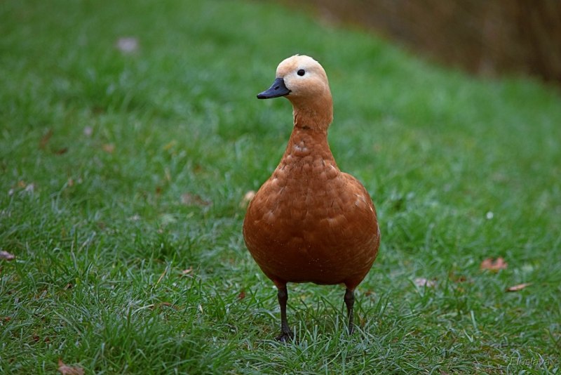 Огарь Земляная утка