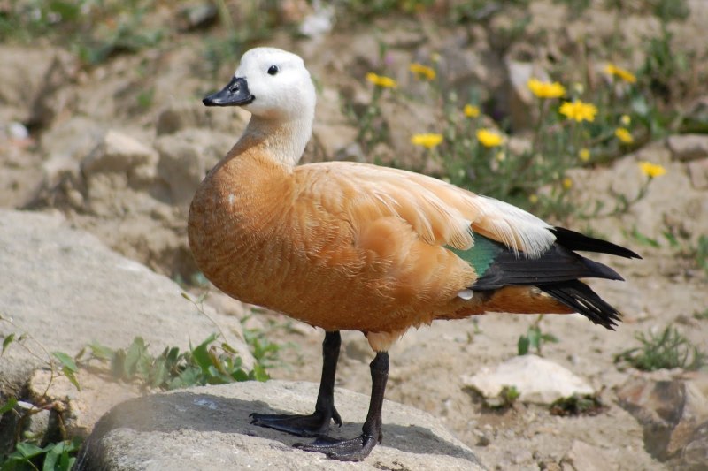 Новозеландский Огарь