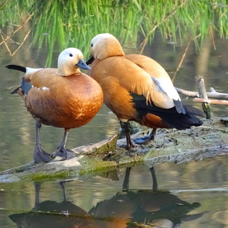 Огарь обыкновенный
