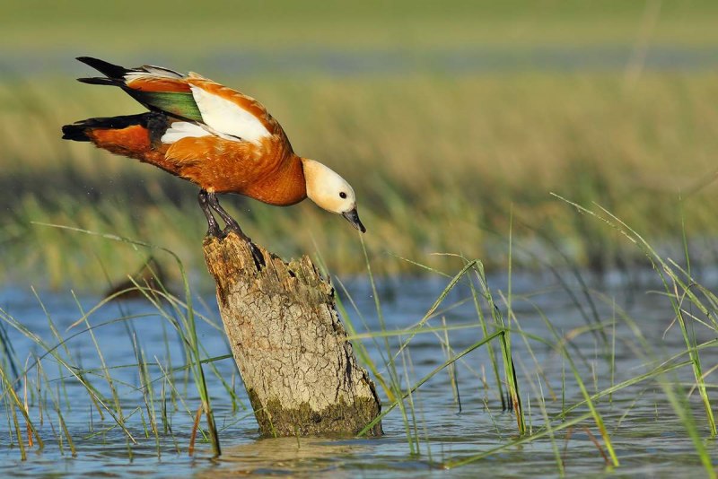 Огарь птица самка