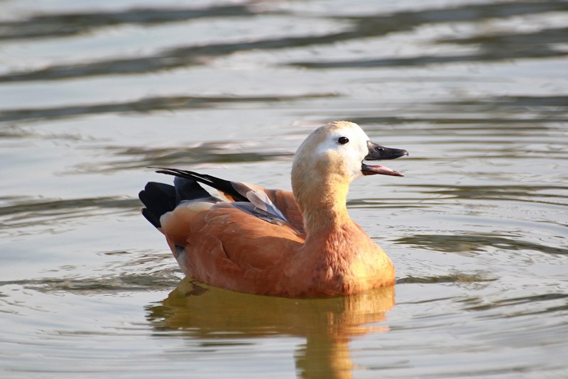 Огарь самка