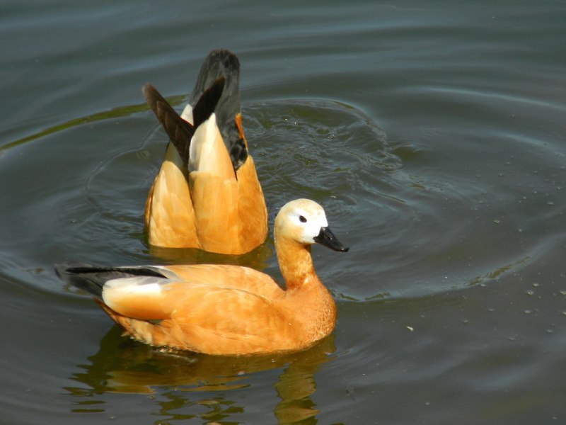 Огарь Tadorna ferruginea