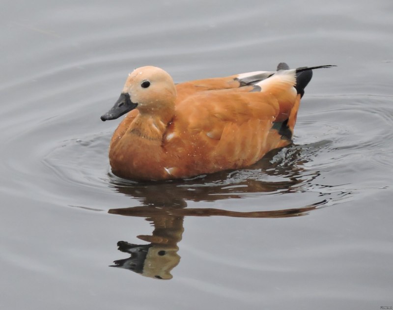 Утка Огарь и Мандаринка