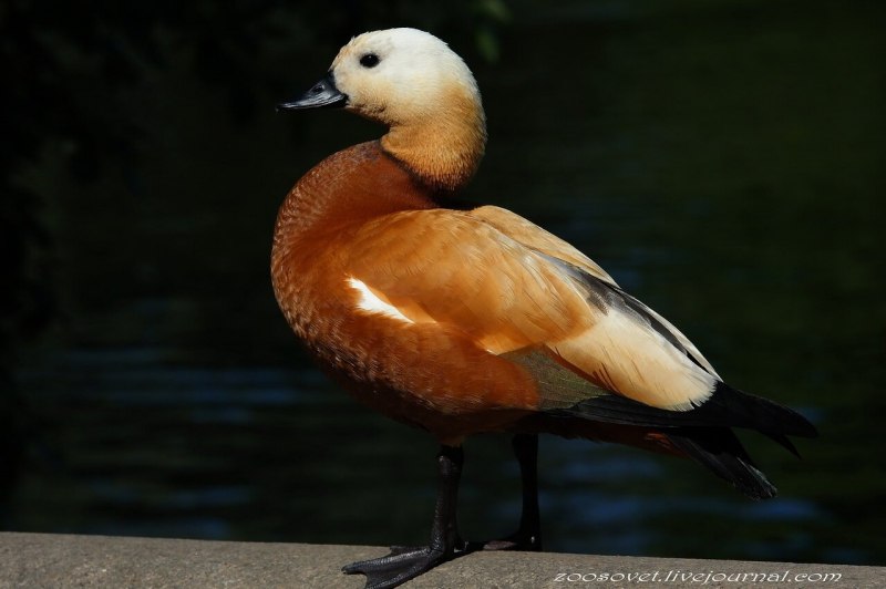 Кряква, чирок,Огарь